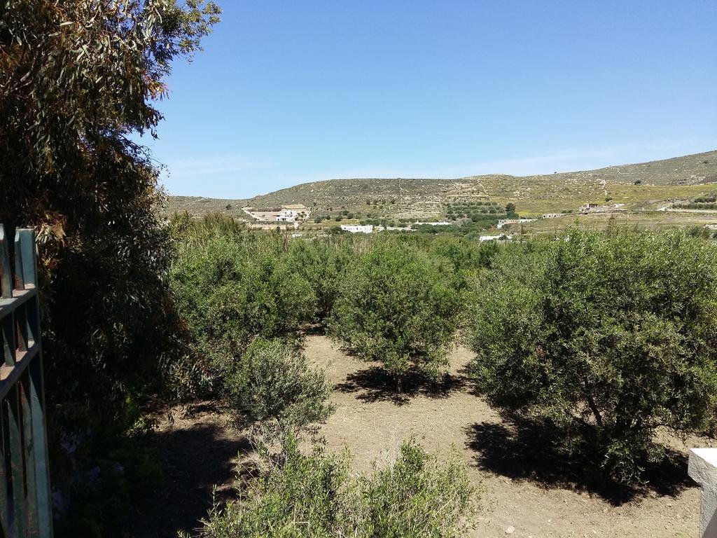 Naxos Olive &