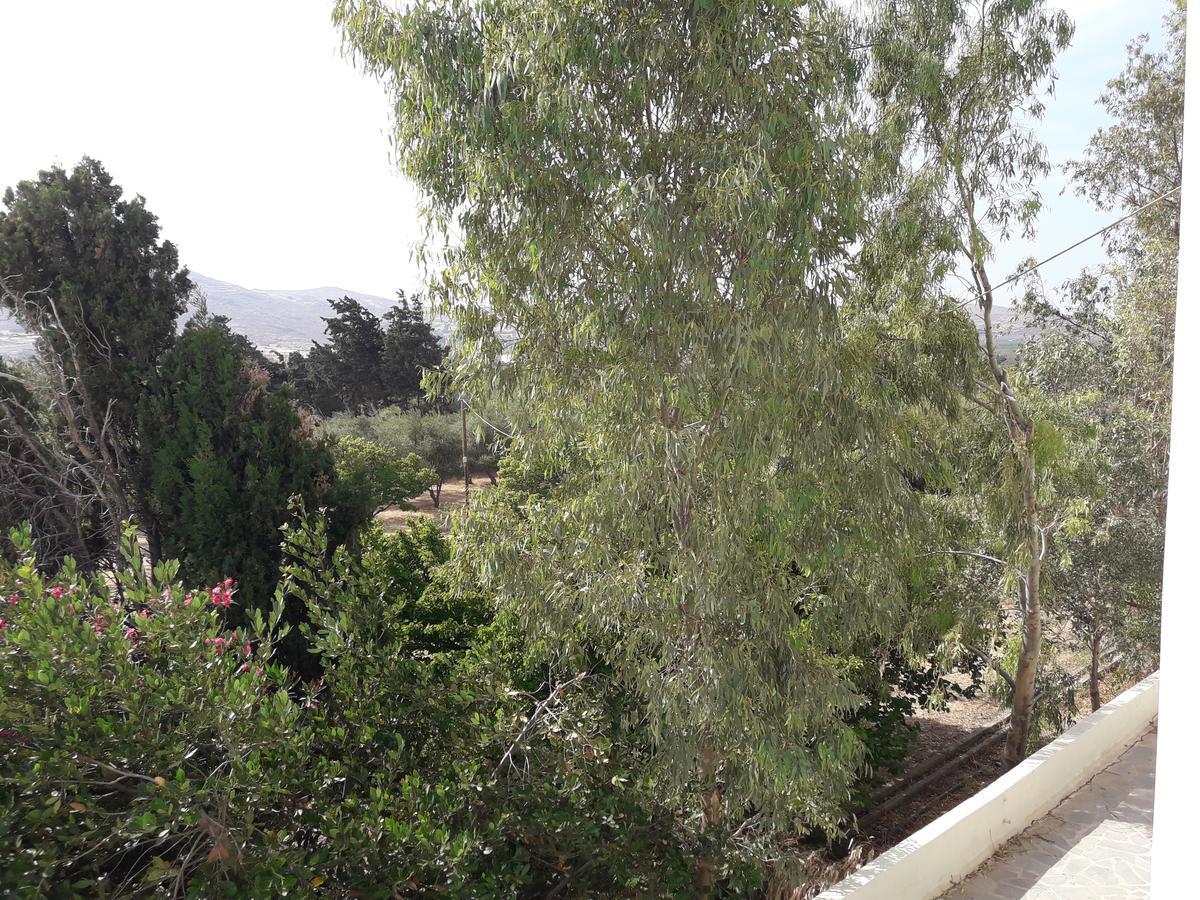 Naxos Olive & Apartment *